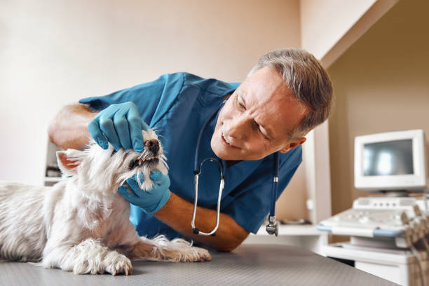 Best Broken or Chipped Tooth Repair in Humboldt Hill, CA